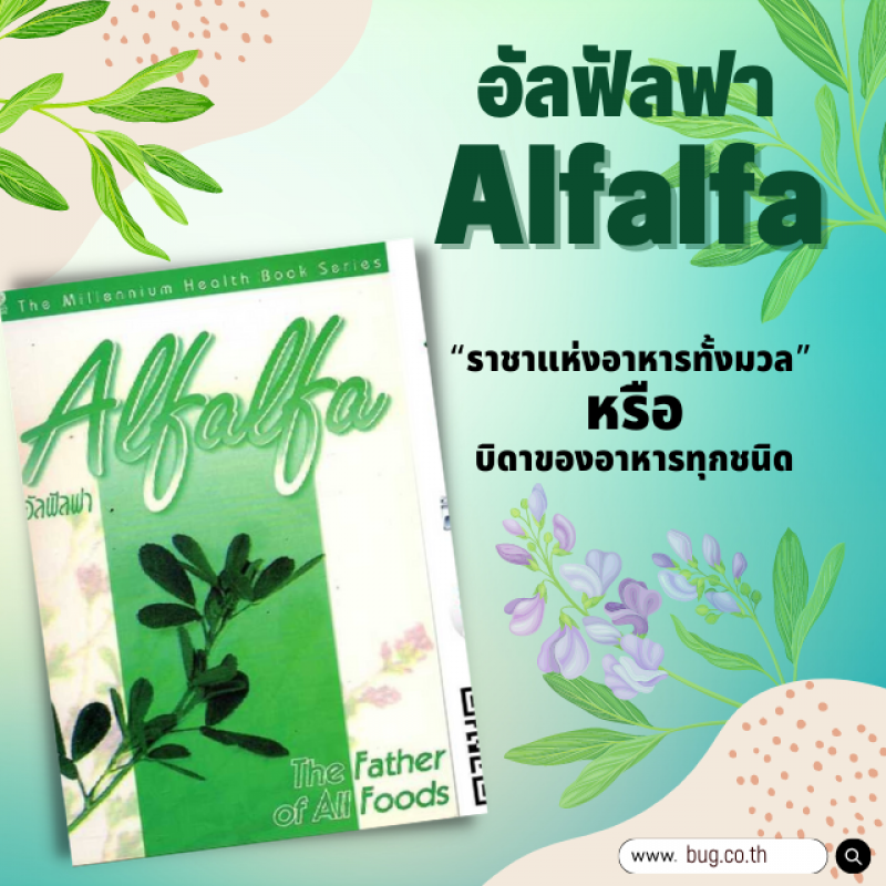 Alfalfa